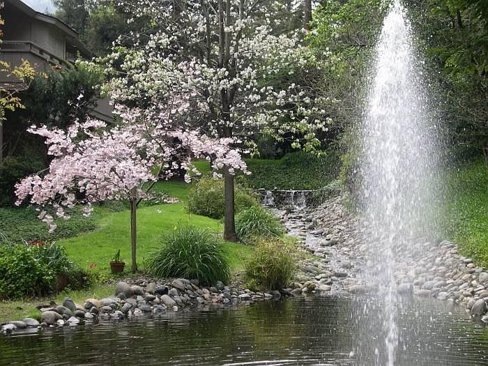 Water Pond