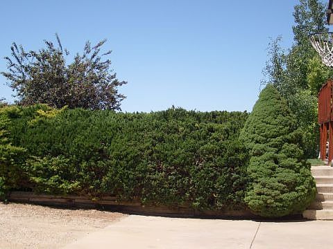 Hedge Leads to Front Door