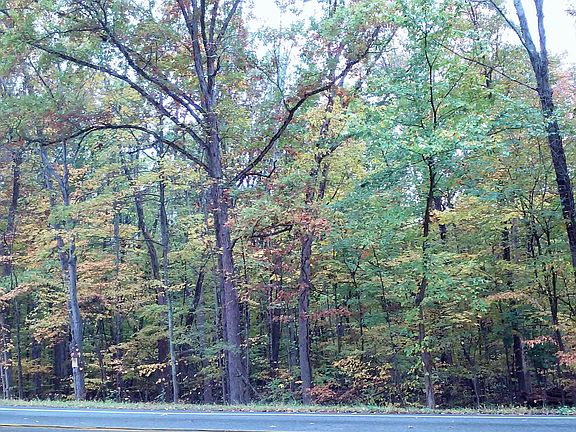 Wooded land across from site