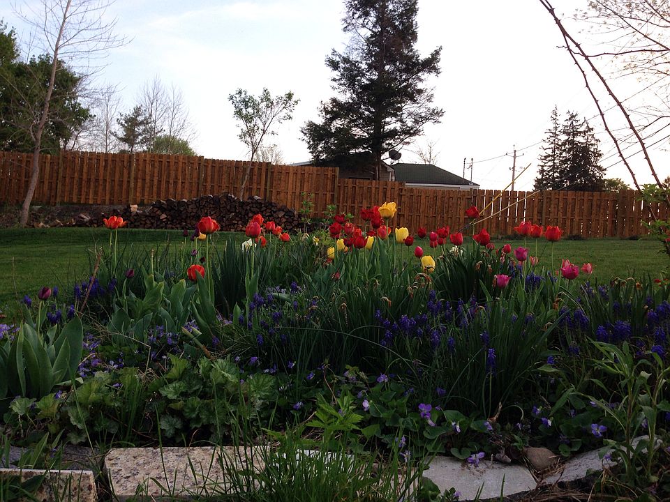 Spring tulips