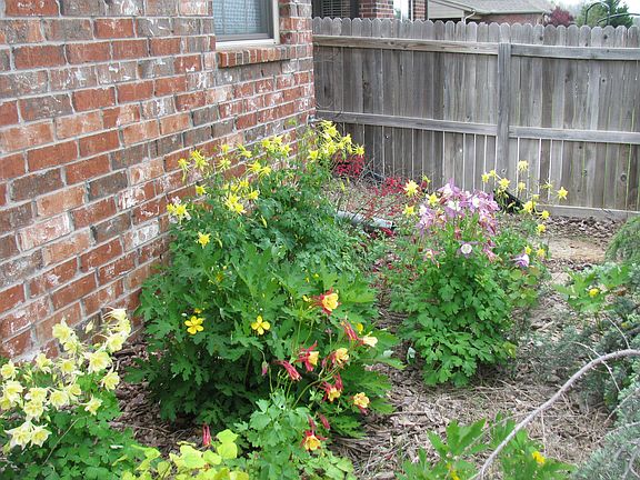Backyard Flowerbed