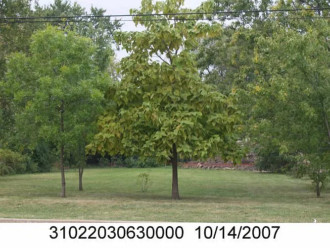 18521 Kedzie Ave photo 1