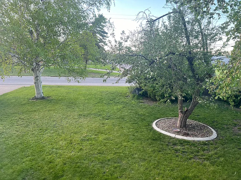 Front yard with apple tree. Deer frequent often