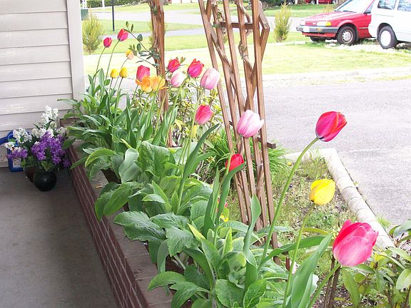 spring