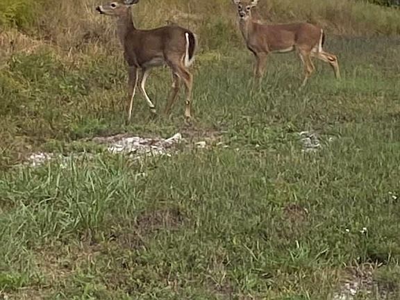 2nd image of 195 Thiefneck Dr