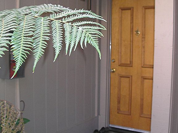 2nd image of 5333 Primrose Dr APT 14A