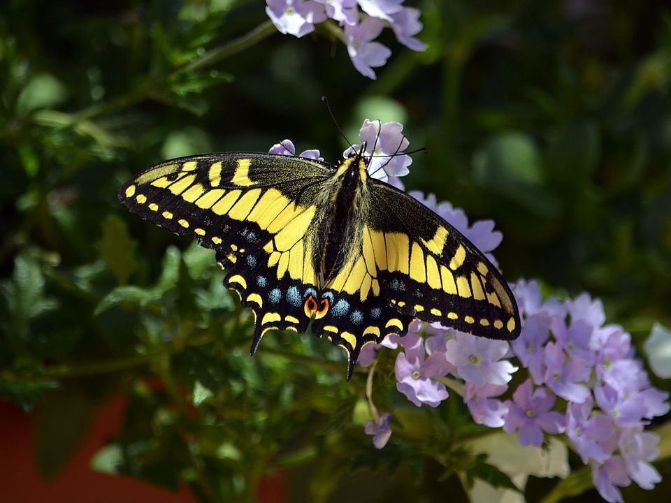 Monarch, Back Yard