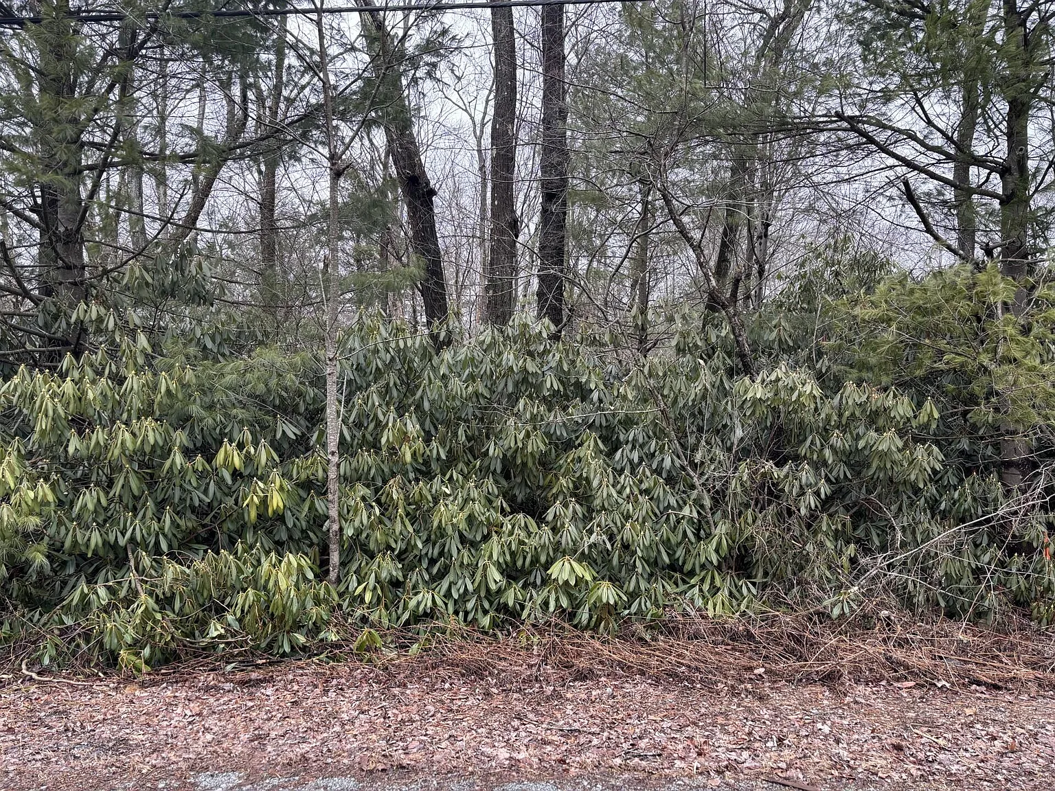 Long View Ln #45 photo 1