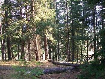 2nd image of 530 Snowberry Loop