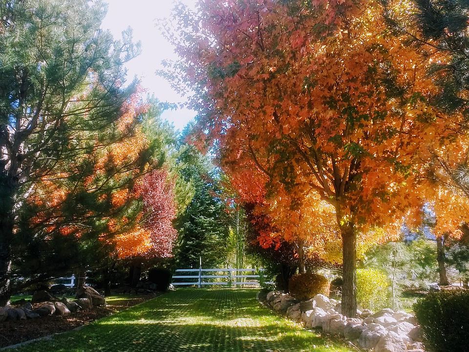 The driveway is beautiful in all seasons. Here with fall colours
