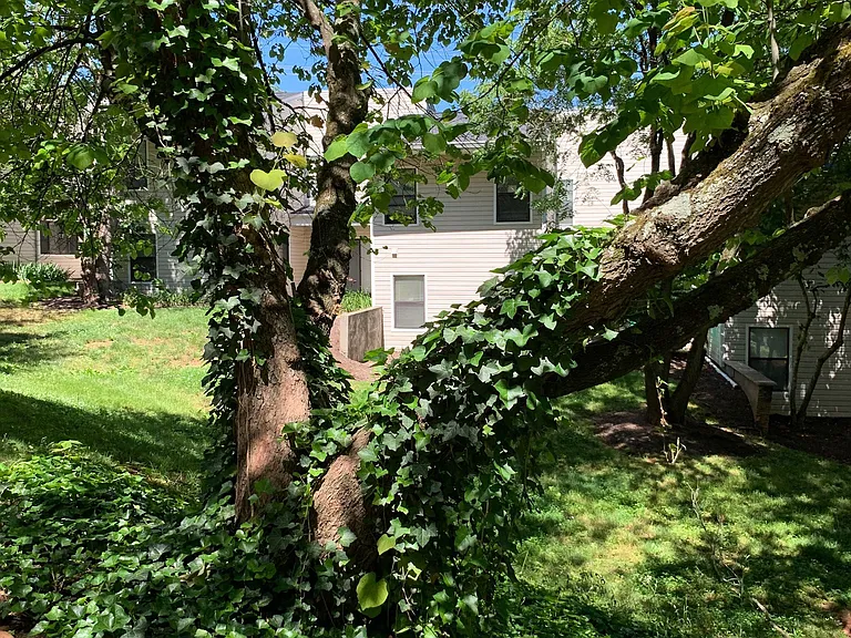 Mountain View — Photo 20