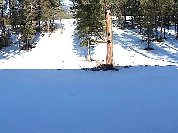 Back Yard - Winter