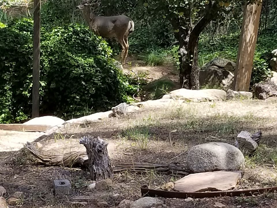 Buck enjoying the apple tree