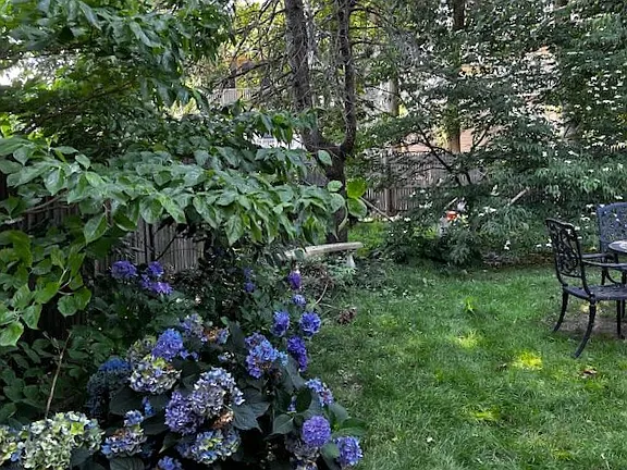 Back yard