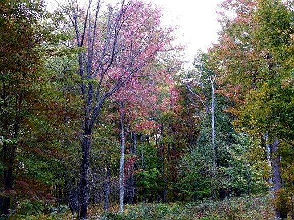 5th image of Jim Lane Road