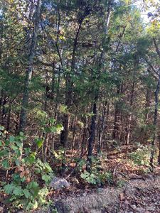 Byhalia Trl, Ash flat, AR, 72513