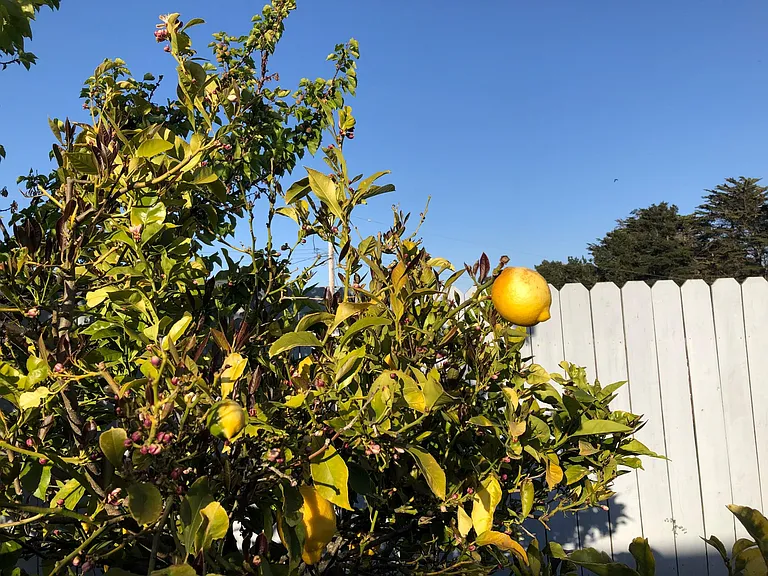 Lemon in backyard