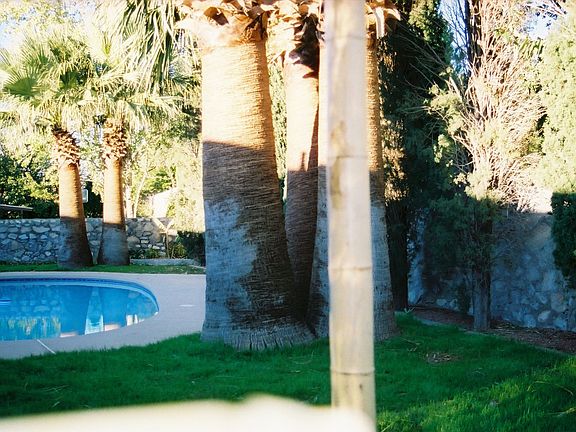 tropical back yard