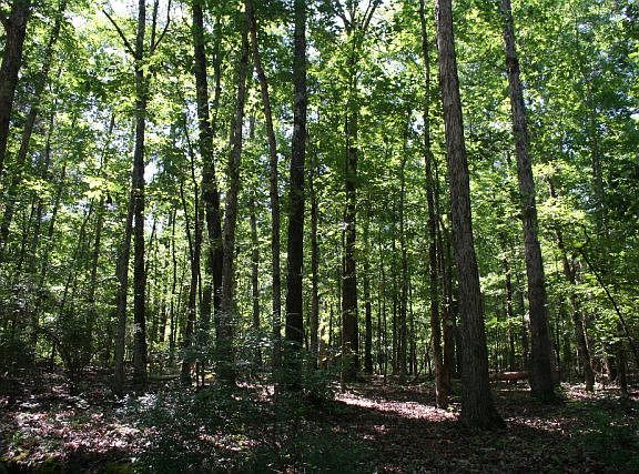 3rd image of Lot B-8 Elijah Clark Drive