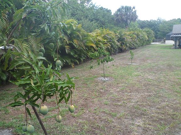 mango / grapefruit / orange 