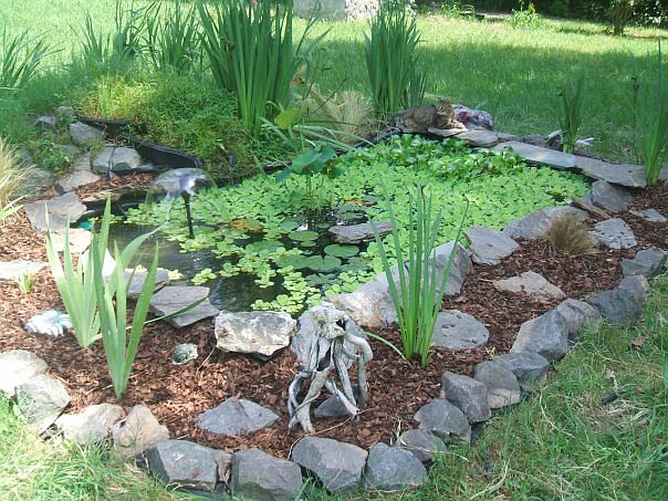 Koi Pond in Front yard