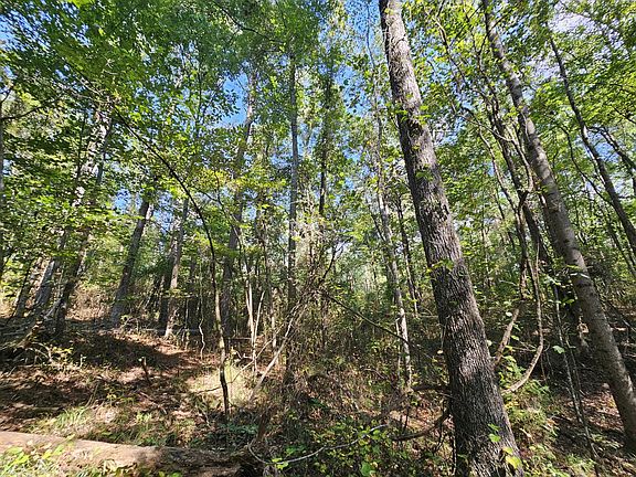 Mature upland hardwood and pine on the northeast side of the property.
