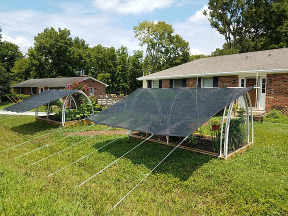 Frontyard raised garden beds with organic cucumbers, tomatoes, peppers, and basil!