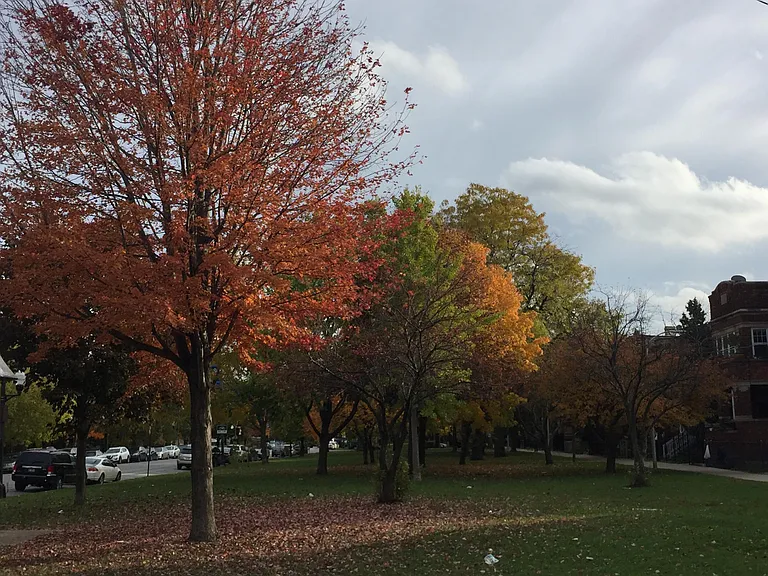Some trees on the boulevard date to the 1800s but most are newer additions.