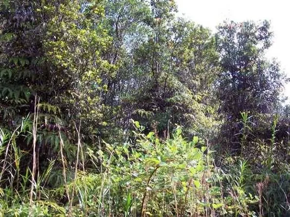 11-3204 Laupaka Rd Lot 10, Volcano, HI 96785