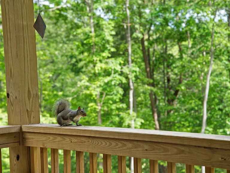Back Deck