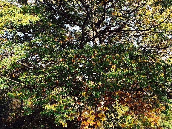 Beautiful Oak Tree