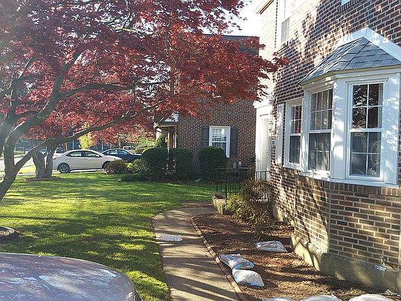 Mature japanese maple