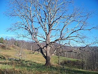 Over 100yr old Black Walnut