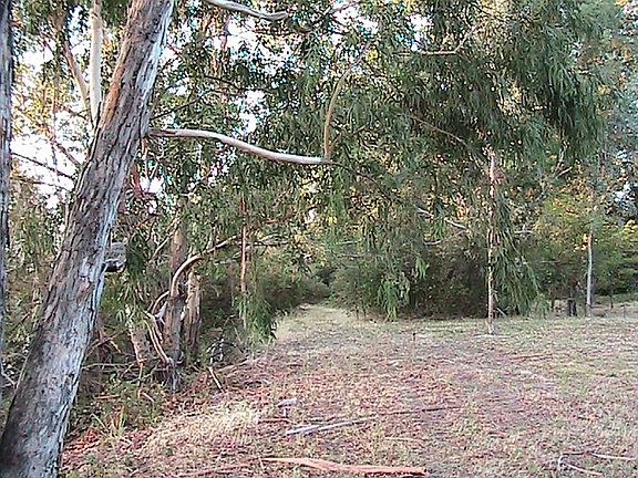 Creek bank