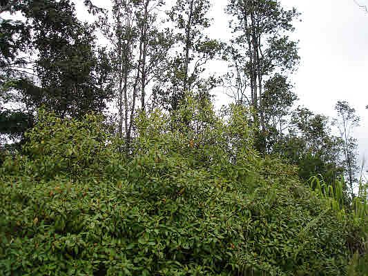 2nd image of 34th Ave Lot 46