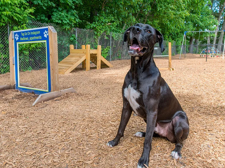 Find your pet-friendly haven in Westfield, where cats and dogs - including large breeds- are cherished members of our community.