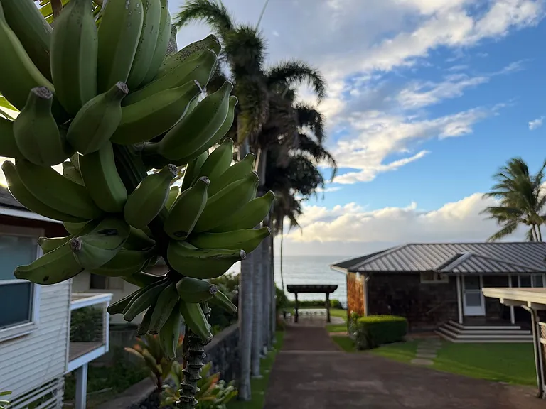 519 Hana Hwy — Photo 29