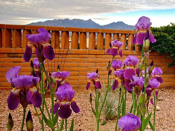 Lovely plantings, all xeric