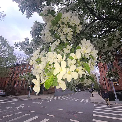 Rented by Brooklyn Heights Real Estate Inc | media 10