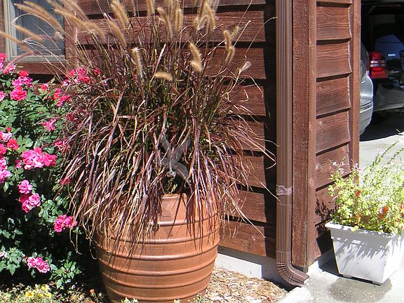 pot with decorative grass