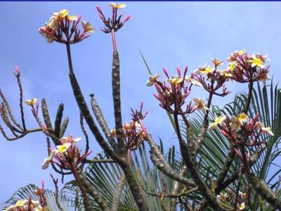 75-6081 Alii Dr APT Z106, Kailua Kona, HI, 96740