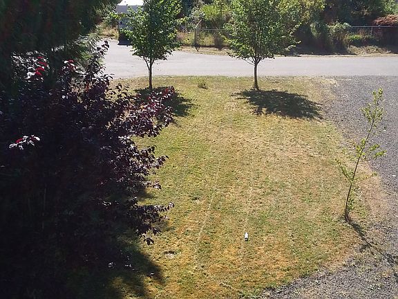 Front Yard