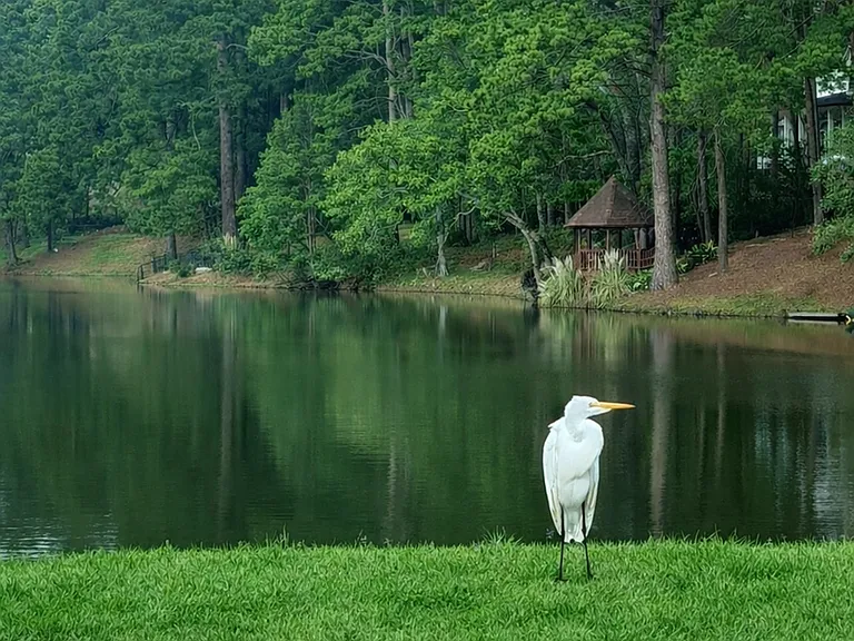 Community Wildlife