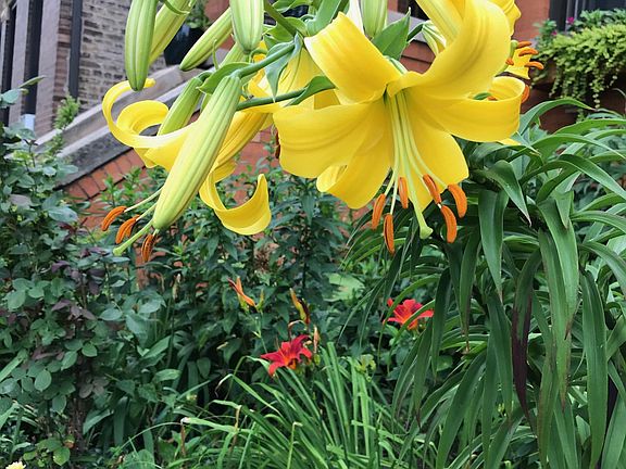 2137 front garden lilies