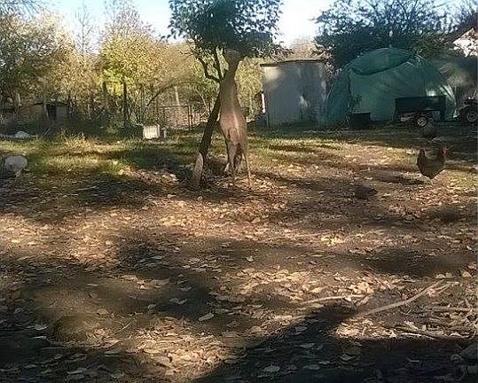 back yard and well house.