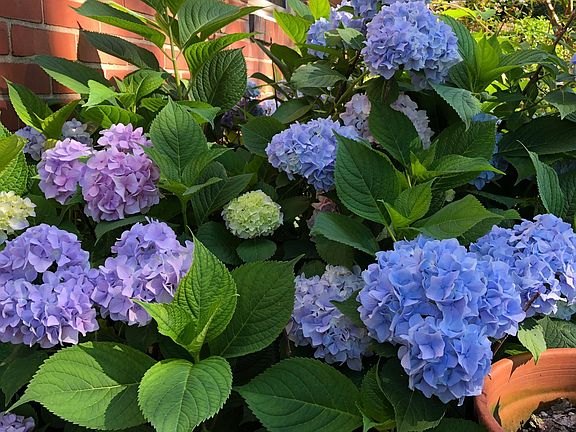 A beautiful hydrangea welcomes you in spring!
