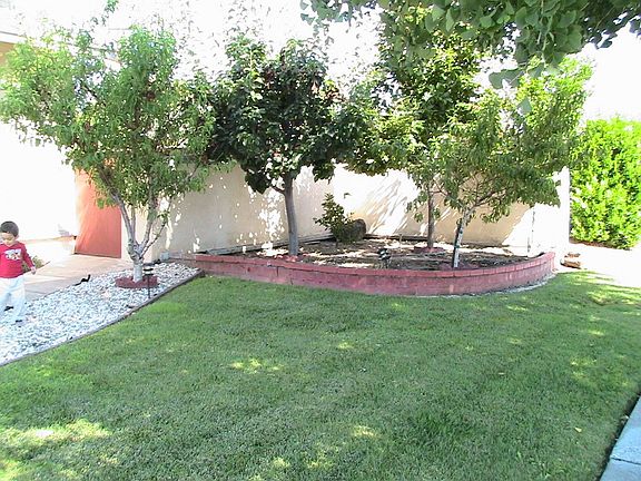 Frontyard - pear, peach and persimmon tree
