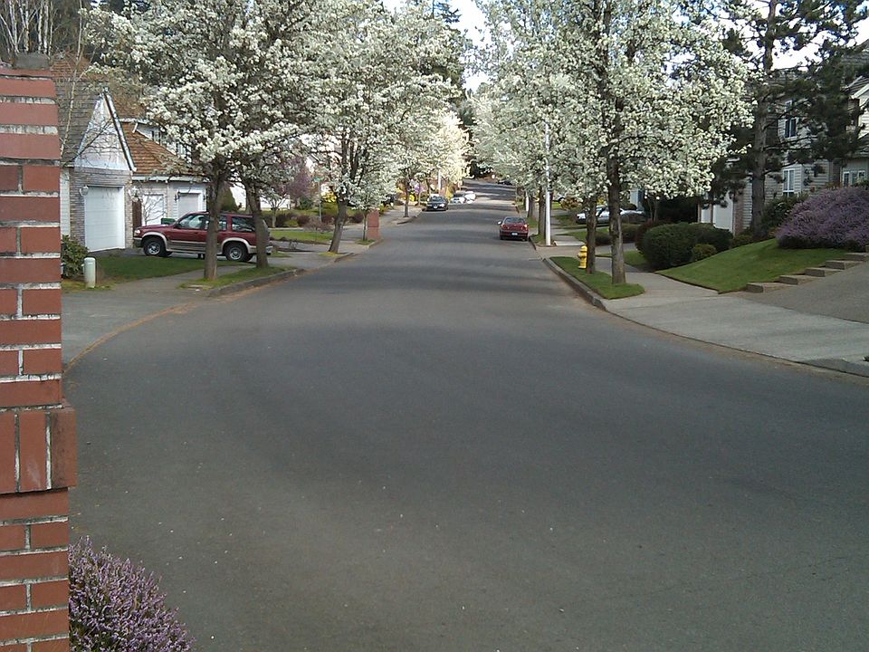 Our tree lined street