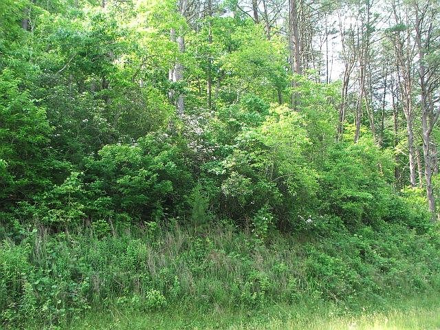 2nd image of 429 Cat Creek Rd
