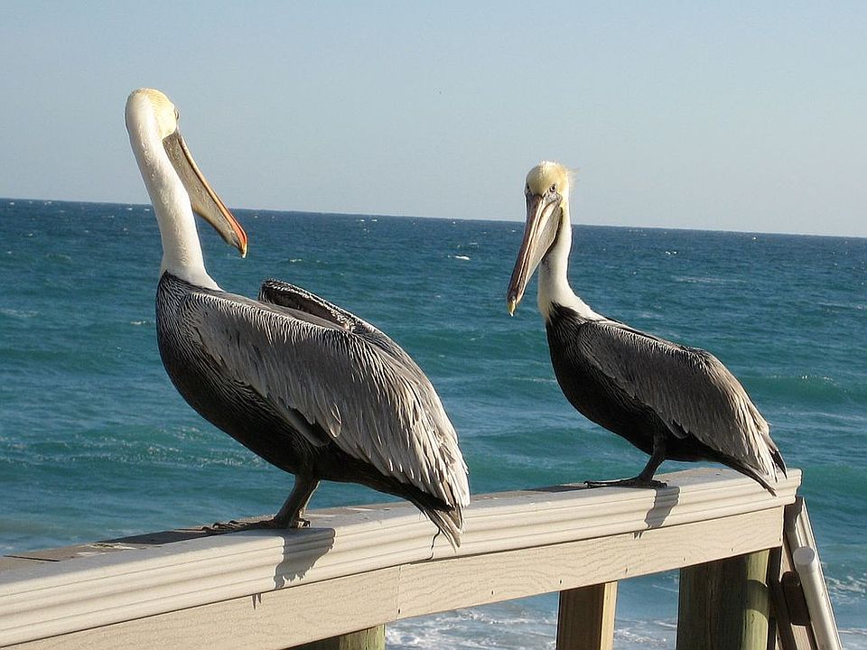 1st image of 9960 S Ocean Dr APT 301